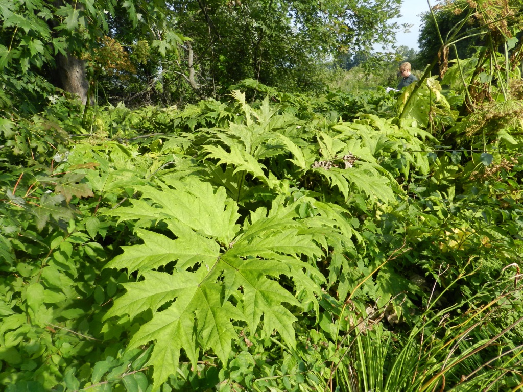 The photo is of giant hogweed leaves.  They have deep irregular lobes and coarse sharp teeth on the margins.